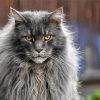 Long Hair Grey Cat Animal Diamond Painting