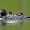 Loon Family On Lake Diamond Painting