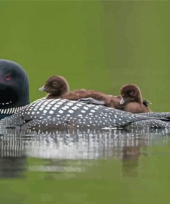 Loon Family On Lake Diamond Painting