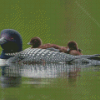 Loon Family On Lake Diamond Painting