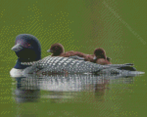 Loon Family On Lake Diamond Painting