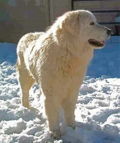 Maremma Sheepdog In Snow Diamond Painting