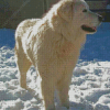 Maremma Sheepdog In Snow Diamond Painting