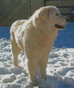 Maremma Sheepdog In Snow Diamond Painting