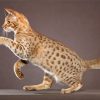 Ocicat Diamond Painting
