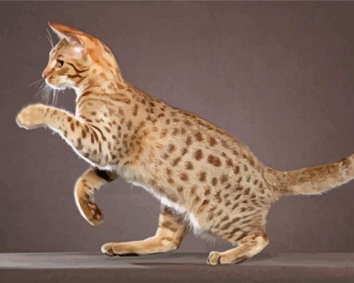 Ocicat Diamond Painting