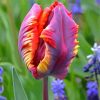 Parrot Tulips Diamond Painting