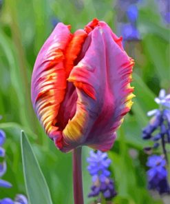 Parrot Tulips Diamond Painting