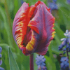 Parrot Tulips Diamond Painting