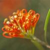 Peachy Grevillea Diamond Painting