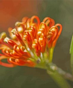 Peachy Grevillea Diamond Painting