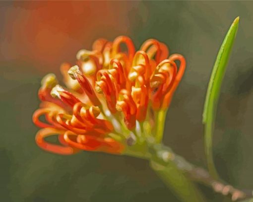 Peachy Grevillea Diamond Painting