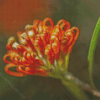 Peachy Grevillea Diamond Painting