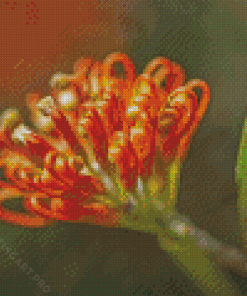 Peachy Grevillea Diamond Painting