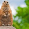 Prairie Dog Diamond Painting