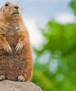 Prairie Dog Diamond Painting