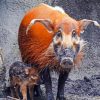 Red River Hog Animals Diamond Painting