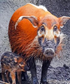 Red River Hog Animals Diamond Painting