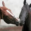 Romantic Two Horses In Love Diamond Painting