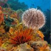 Sea Urchin Underwater Diamond Painting