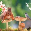 Squirrel And Bird Diamond Painting