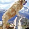 The Anatolian Shepherd Dog Diamond Painting