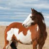 White Brown Pinto Horse Diamond Painting