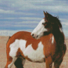 White Brown Pinto Horse Diamond Painting