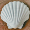 White Shell Diamond Painting