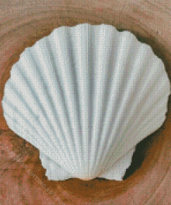 White Shell Diamond Painting