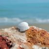 White Shell On Rock Diamond Painting