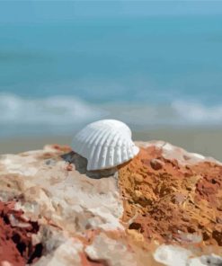 White Shell On Rock Diamond Painting