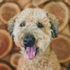 Whoodle Dog Diamond Painting