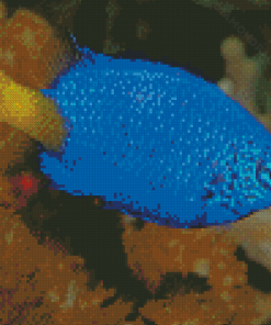 Yellow Tail Blue Damselfish Diamond Painting