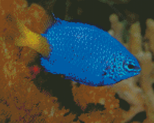 Yellow Tail Blue Damselfish Diamond Painting