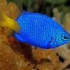 Yellow Tail Blue Damselfish Diamond Painting