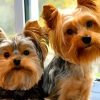 Yorkshire Terrier Puppies Dogs Animals Diamond Painting