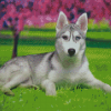 Aesthetic Husky Bicolored Eyes Diamond Painting