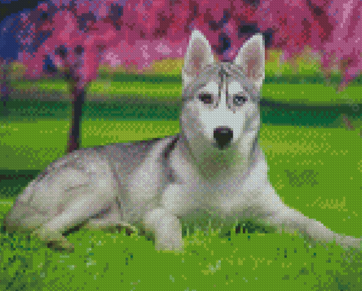 Aesthetic Husky Bicolored Eyes Diamond Painting