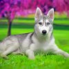 Aesthetic Husky Bicolored Eyes Diamond Painting