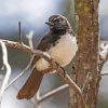 Aesthetic Willy Wagtail Bird Diamond Painting