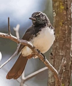 Aesthetic Willy Wagtail Bird Diamond Painting