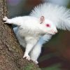 Albino Squirrels With Red eyes Diamond Painting