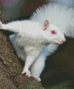 Albino Squirrels With Red eyes Diamond Painting