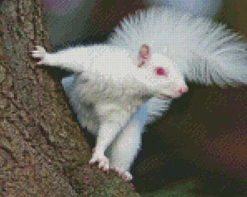 Albino Squirrels With Red eyes Diamond Painting