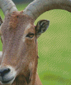 Aoudad Sheep Head Diamond Painting