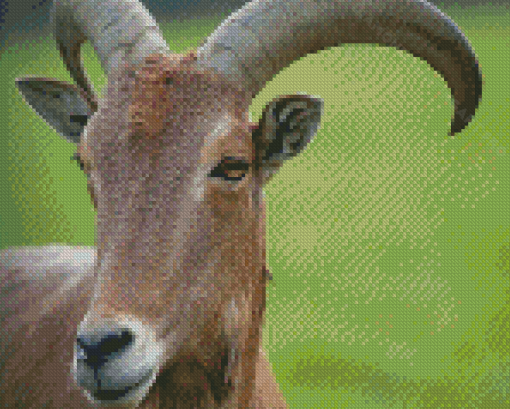 Aoudad Sheep Head Diamond Painting