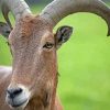 Aoudad Sheep Head Diamond Painting