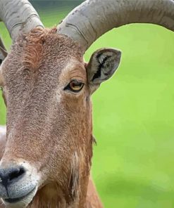 Aoudad Sheep Head Diamond Painting