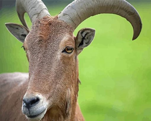 Aoudad Sheep Head Diamond Painting